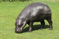 Pygmy hippopotamus Choeropsis liberiensis Hexaprotodon liberiensis Royalty Free Stock Photo