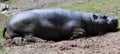 The pygmy hippopotamus Choeropsis liberiensis or Hexaprotodon liberiensis Royalty Free Stock Photo