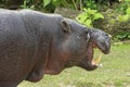 Pygmy hippopotamus Choeropsis liberiensis or Hexaprotodon liberiensis Royalty Free Stock Photo