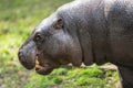 The pygmy hippopotamus, Choeropsis liberiensis or Hexaprotodon liberiensis is a small hippopotamid which is native to the forests Royalty Free Stock Photo