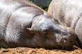 Crying pygmy hippopotamus, Choeropsis liberiensis or Hexaprotodon liberiensis is a small hippopotamid which is native to the Royalty Free Stock Photo