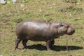Pygmy hippopotamus (Choeropsis liberiensis) Royalty Free Stock Photo
