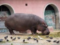 Pygmy Hippopotamus Or Choeropsis Liberiensis With Pigeons Royalty Free Stock Photo