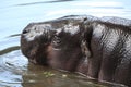Pygmy hippopotamus (Choeropsis liberiensis). Royalty Free Stock Photo
