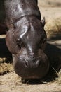 Pygmy hippopotamus (Choeropsis liberiensis). Royalty Free Stock Photo