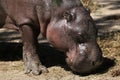 Pygmy hippopotamus (Choeropsis liberiensis). Royalty Free Stock Photo