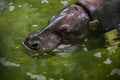 Pygmy hippopotamus Choeropsis liberiensis. Royalty Free Stock Photo