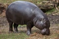 Pygmy hippopotamus Choeropsis liberiensis Royalty Free Stock Photo