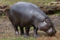 Pygmy hippopotamus Choeropsis liberiensis Royalty Free Stock Photo