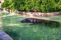 Pygmy hippopotamus Choeropsis liberiensis in zoo Barcelona Royalty Free Stock Photo