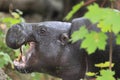 Pygmy hippopotamus Royalty Free Stock Photo