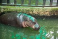 Pygmy hippopotamus drinking water in the cage Thailand open zoo Royalty Free Stock Photo