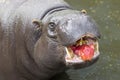 Pygmy hippopotamus eating apple Royalty Free Stock Photo