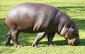 Pygmy Hippopotamus grazing Royalty Free Stock Photo