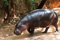 A Pygmy hippopotamus - Hexaprotodon liberiensis Royalty Free Stock Photo