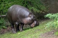 Pygmy hippopotamus - Hexaprotodon liberiensis. Royalty Free Stock Photo