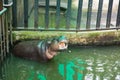 Pygmy hippopotamus opened mouth eats Royalty Free Stock Photo