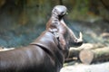 Pygmy hippopotamus opens its mouth Royalty Free Stock Photo