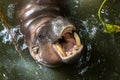 Pygmy hippopotamus that opens its mouth in water Royalty Free Stock Photo