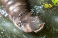 Pygmy hippopotamus that opens its mouth in water Royalty Free Stock Photo