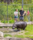 Pygmy Hippopotamus Royalty Free Stock Photo