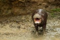 The pygmy hippopotamus is a small hippopotamid Royalty Free Stock Photo