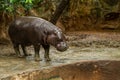 The pygmy hippopotamus is a small hippopotamid Royalty Free Stock Photo