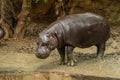 The pygmy hippopotamus is a small hippopotamid Royalty Free Stock Photo