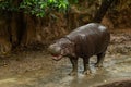 The pygmy hippopotamus is a small hippopotamid Royalty Free Stock Photo