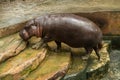 The pygmy hippopotamus is a small hippopotamid Royalty Free Stock Photo