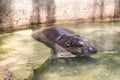 Pygmy hippopotamus Royalty Free Stock Photo