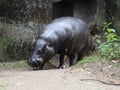 Pygmy hippopotamus Royalty Free Stock Photo