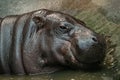 Pygmy hippopotamus in water - Hexaprotodon liberiensis. Royalty Free Stock Photo