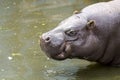 Pygmy hippopotamus in water Royalty Free Stock Photo