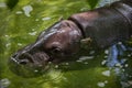 Pygmy hippopotamus (Choeropsis liberiensis). Royalty Free Stock Photo