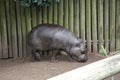 Pygmy Hippopotamus in zoo enclosure Royalty Free Stock Photo