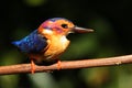 Pygmy Kingfisher