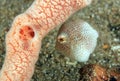 Pygmy Leatherjacket Royalty Free Stock Photo