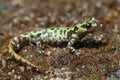 Pygmy marbled newt Triturus pygmaeus,