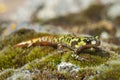 Pygmy marbled newt Triturus pygmaeus, amphibian