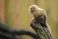 Pygmy marmoset