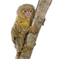 Pygmy Marmoset (5 weeks)