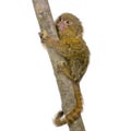 Pygmy Marmoset (5 weeks)