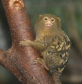 Pygmy marmoset