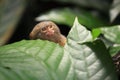 Pygmy marmoset