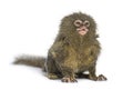 Pygmy Marmoset, Cebuella pygmaea, isolated Royalty Free Stock Photo