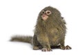 Pygmy Marmoset, Cebuella pygmaea, isolated Royalty Free Stock Photo