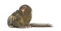 Pygmy Marmoset, Cebuella pygmaea, isolated Royalty Free Stock Photo