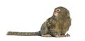 Pygmy Marmoset, Cebuella pygmaea, isolated Royalty Free Stock Photo