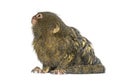 Pygmy Marmoset, Cebuella pygmaea, isolated Royalty Free Stock Photo